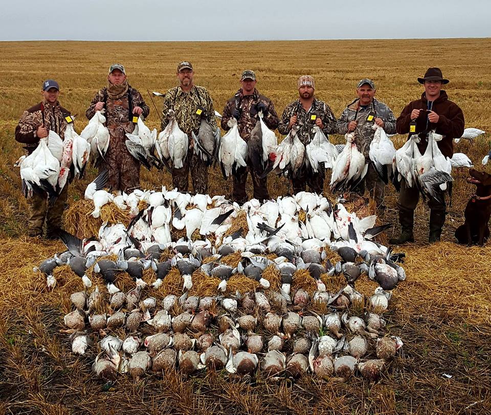 snow goose hunting guide