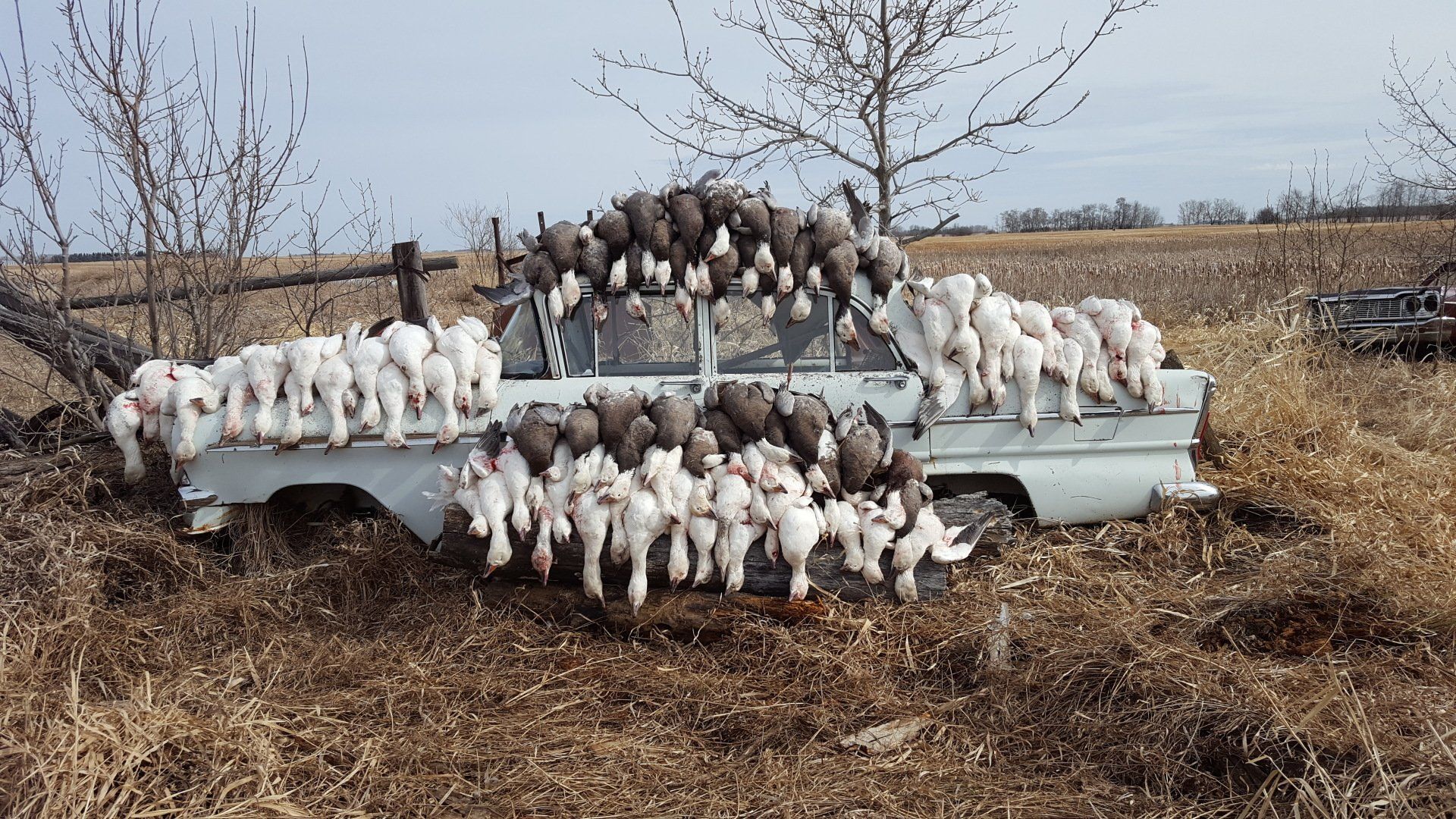 Canadian Snow Goose Hunts