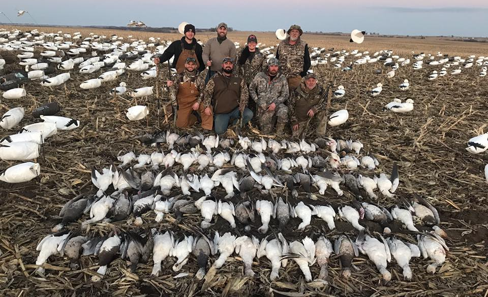 Spring snow goose hunting in MO