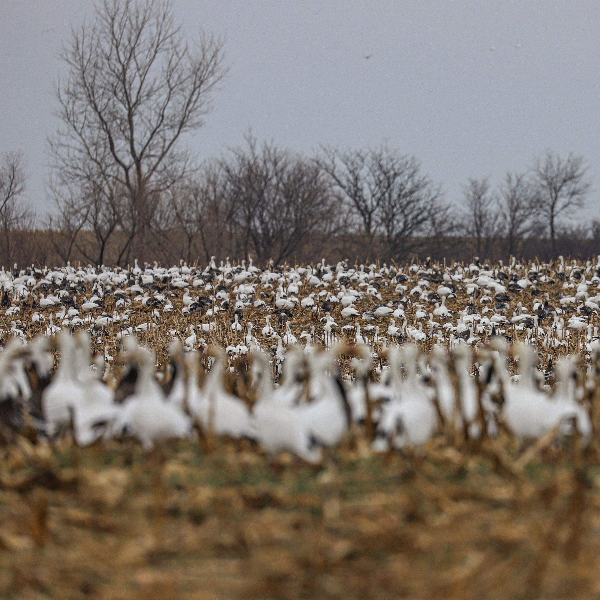 Missouri Spring Snow Goose Hunting Guide
