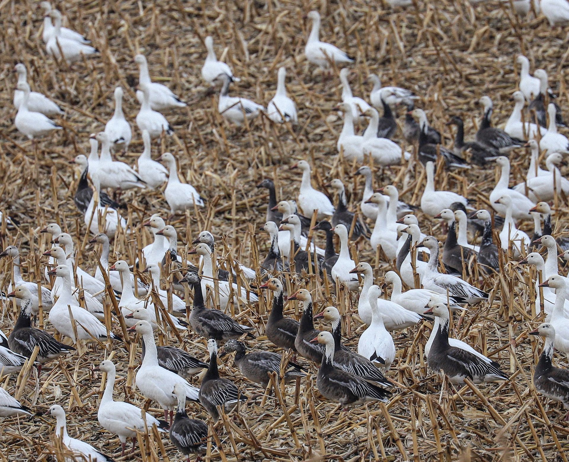 Hunting Snow Geese in the Spring