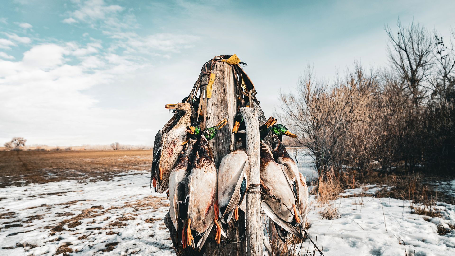 North Dakota Duck Hunts