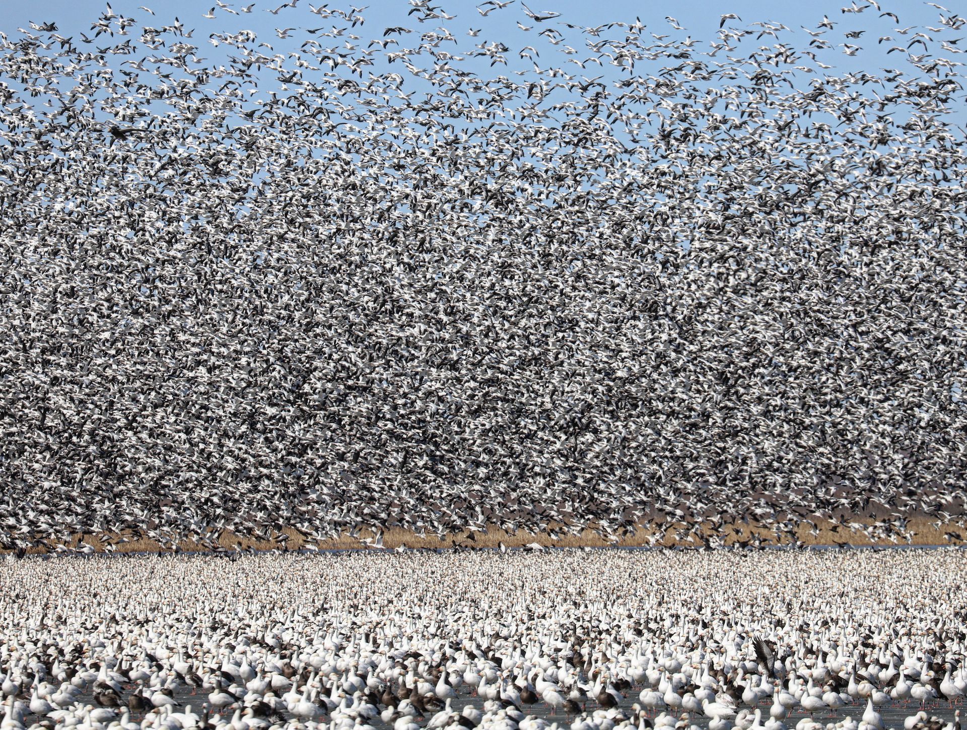 hunting snow geese