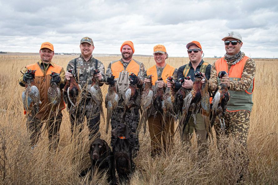pheasant hunting outfitter