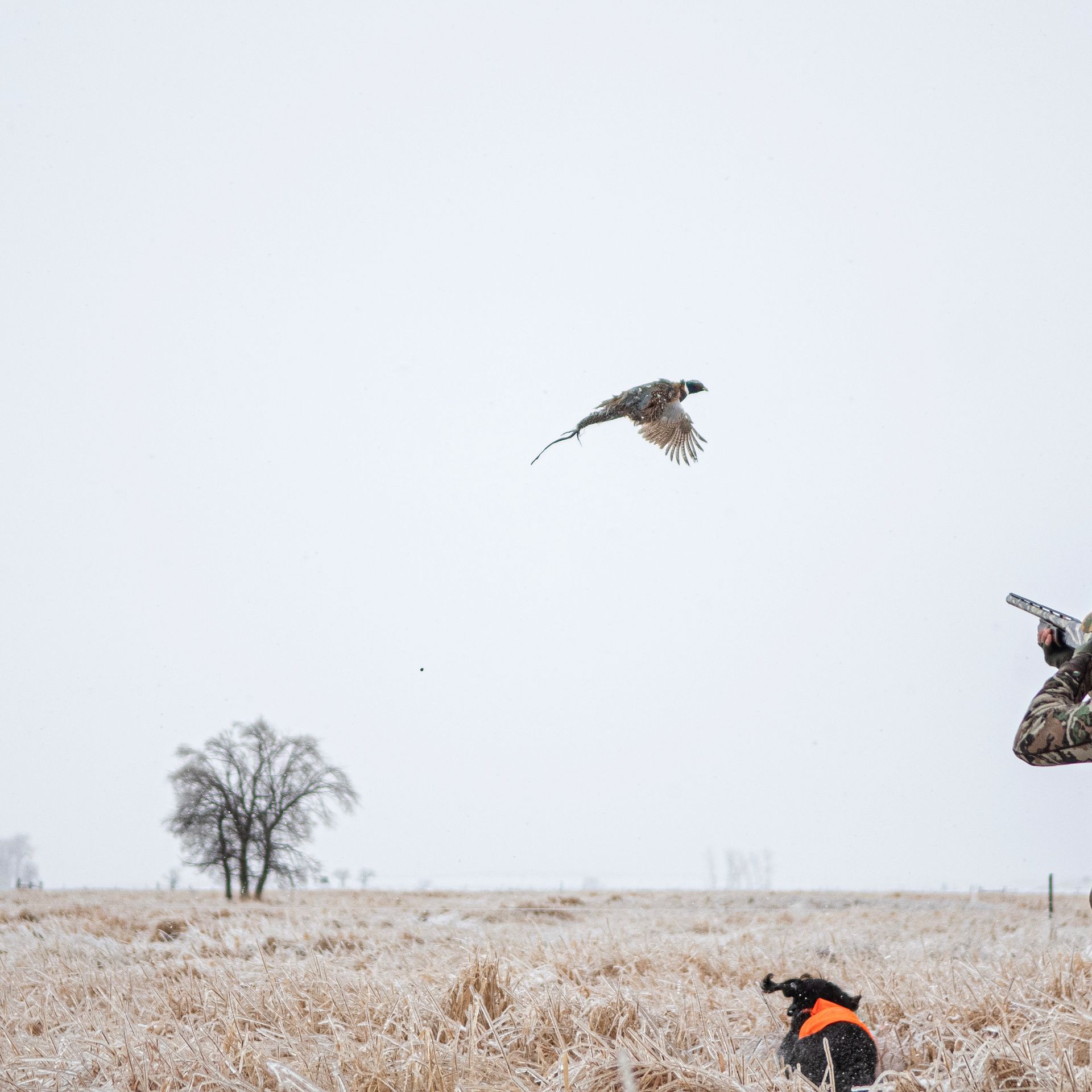 North Dakota Pheasant Hunts