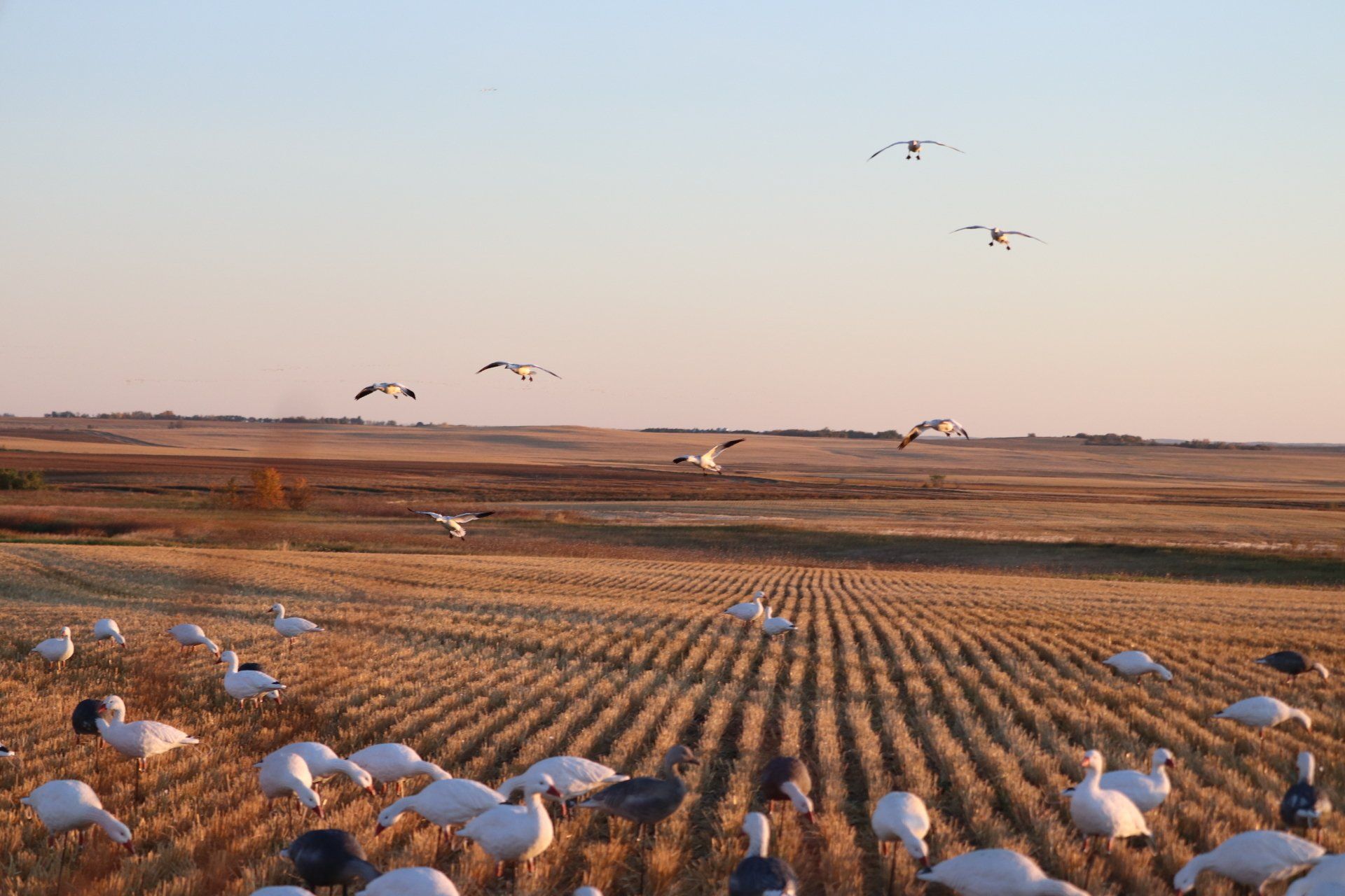 Saskatchewan Snow Goose Hunting