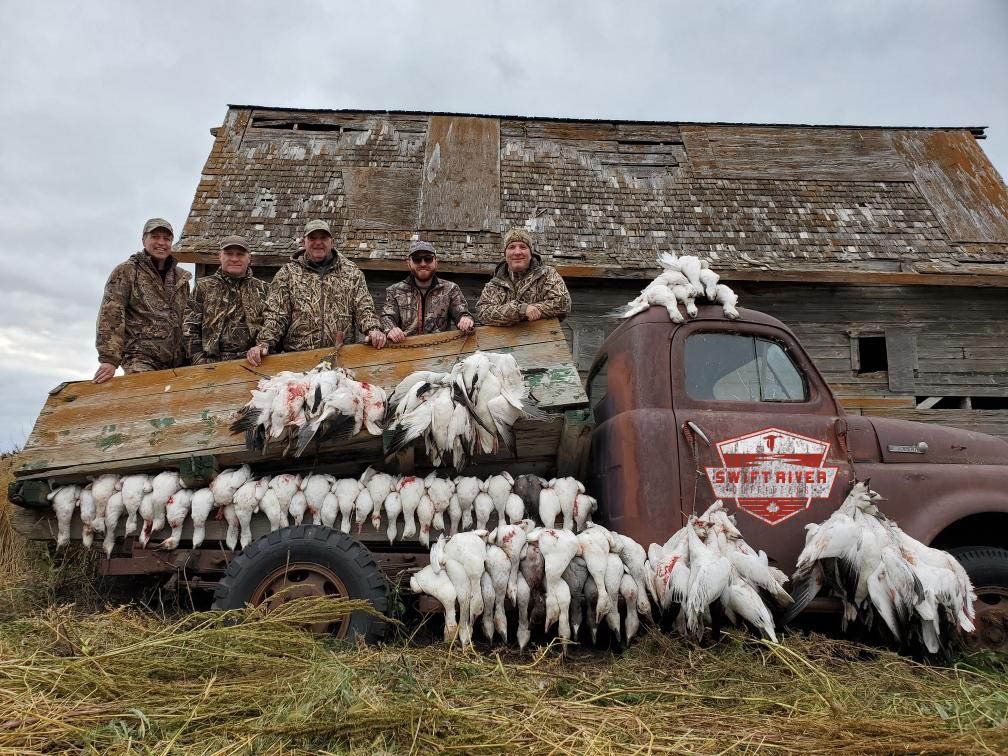 hunting snow geese in Canada