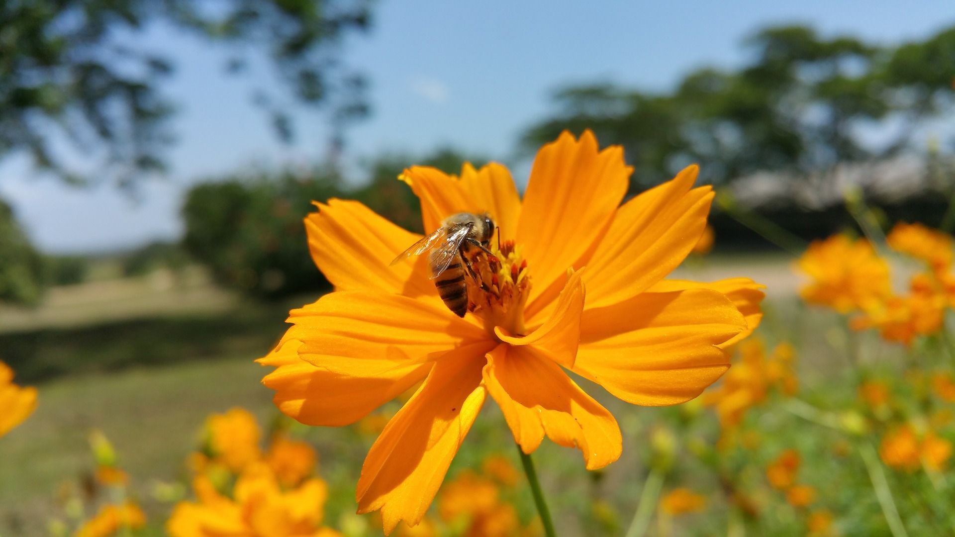 African bees on a flower