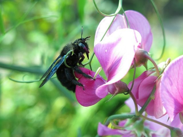 Carpenter bee on a flower