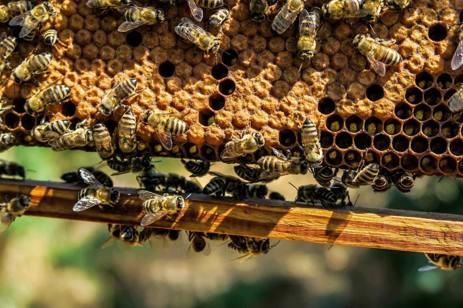 Swarm of bees