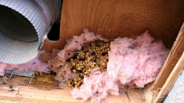 A bunch of bees are sitting inside of a wooden box.