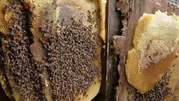 A close up of two honeycombs filled with bees on a wooden surface.