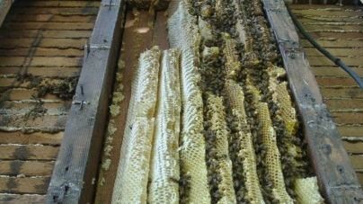 A bunch of bees are sitting on top of a wooden table.