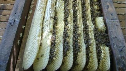 A wooden box filled with honeycombs and bees.