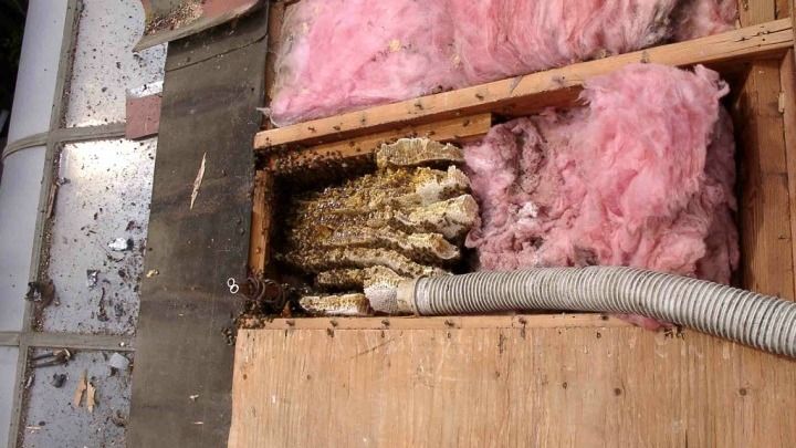 A beehive is being removed from a wall with a vacuum hose.