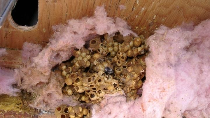 A close up of a wasp nest in a wooden box.