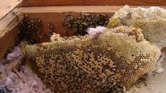 A close up of a beehive in a wooden box.