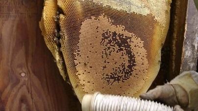 A person is holding a piece of honeycomb in their hand.