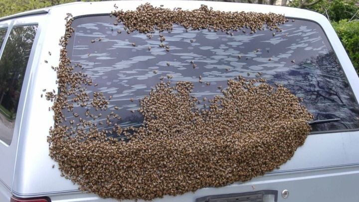 A car with a lot of bees on it