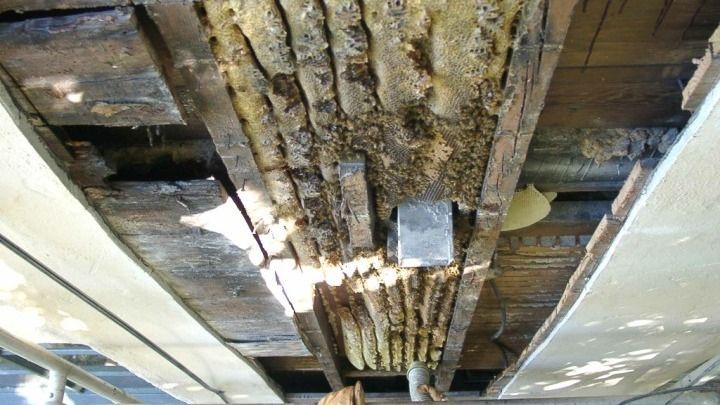 A close up of a wooden beam with bees on it.