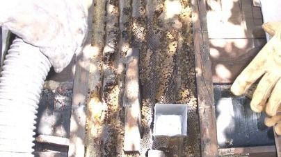 A person is cleaning a beehive with a vacuum cleaner.