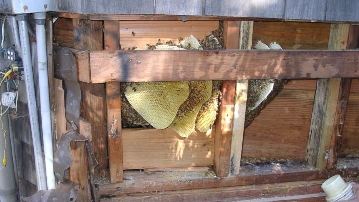 A beehive is sitting inside of a wooden structure.