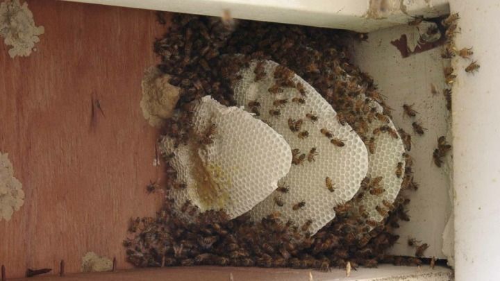 A close up of a beehive on a wooden wall.