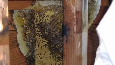 A close up of a honeycomb in a glass jar.