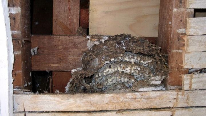 A pile of termites is sitting in a wooden box.