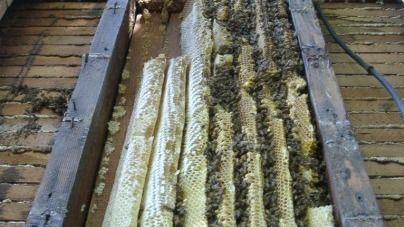 A wooden beam with a lot of bees on it.
