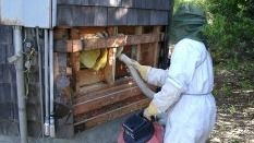 A beekeeper is cleaning a beehive with a vacuum cleaner.