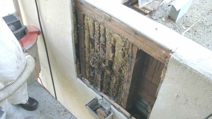 A person is standing next to a window with a beehive in it.