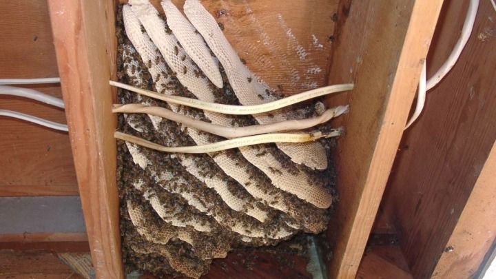 A large beehive is sitting inside of a wooden frame.