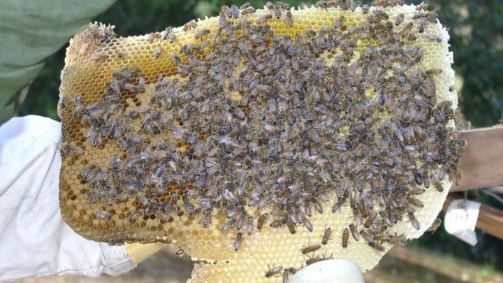 A person is holding a piece of honeycomb with bees on it