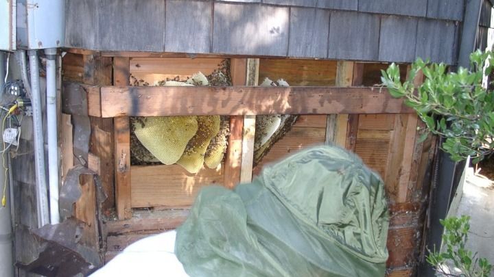 A person is standing in front of a wooden wall with a beehive in it.
