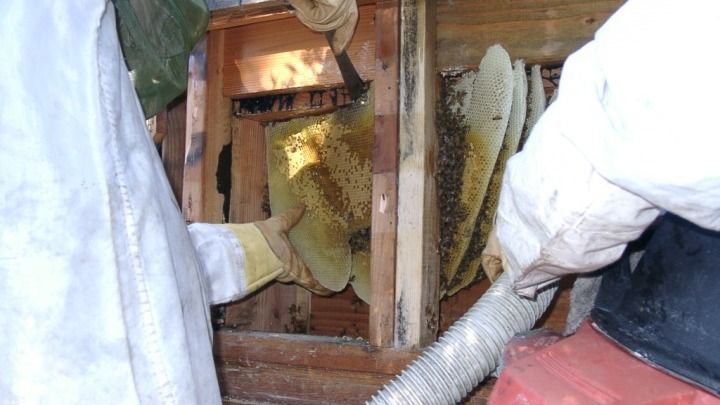 A person is cleaning a beehive with a vacuum cleaner.