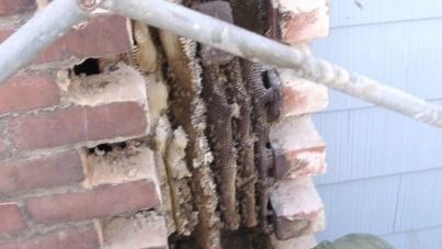 A brick wall with a tree branch sticking out of it.