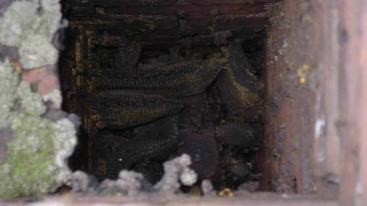 A close up of a beehive in a chimney.
