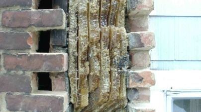 A close up of a brick wall with termites eating it.