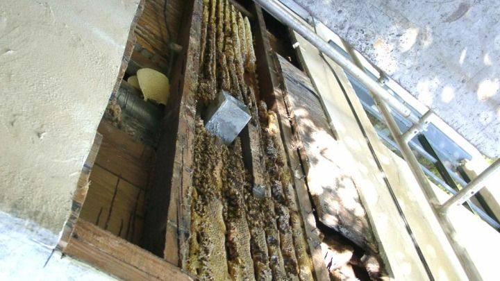 A close up of a beehive on a wall