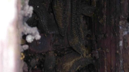 A close up of a tree trunk with mushrooms growing on it.