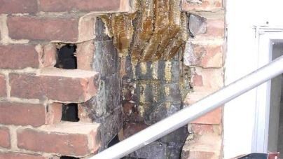 A beehive is growing out of a brick wall next to a window.