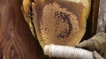A close up of a beehive with a hose attached to it.