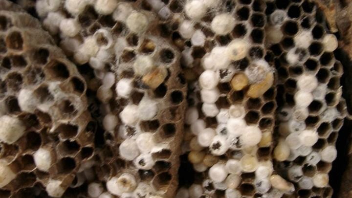 A close up of a beehive with a lot of holes in it.
