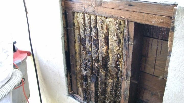 There is a beehive in the wall of a building.