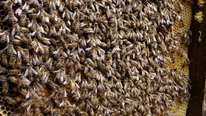 A close up of a beehive with lots of bees on it.