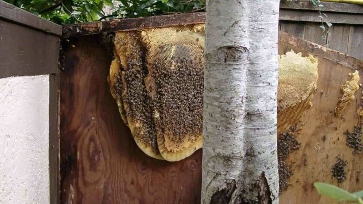 A beehive is sitting on a piece of wood next to a tree.