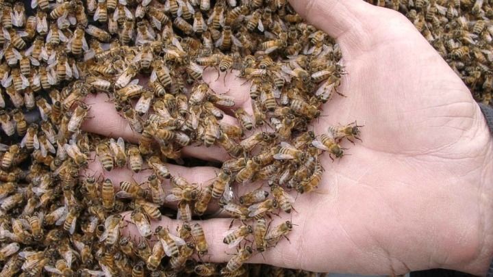 A person is holding a pile of bees in their hand.