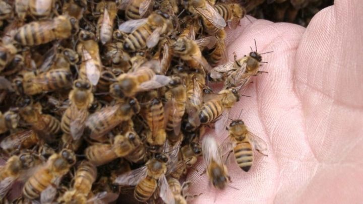 A person is holding a bunch of bees in their hand.