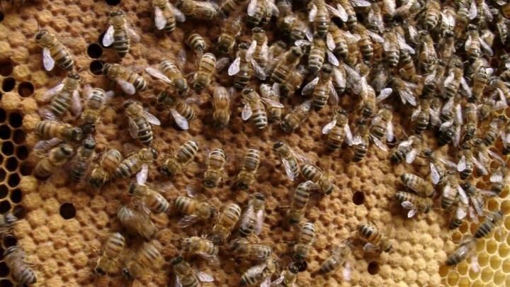 A close up of a beehive with lots of bees on it.